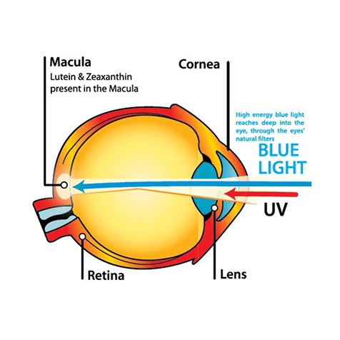 Diagram about how blue light pentetrates the eye